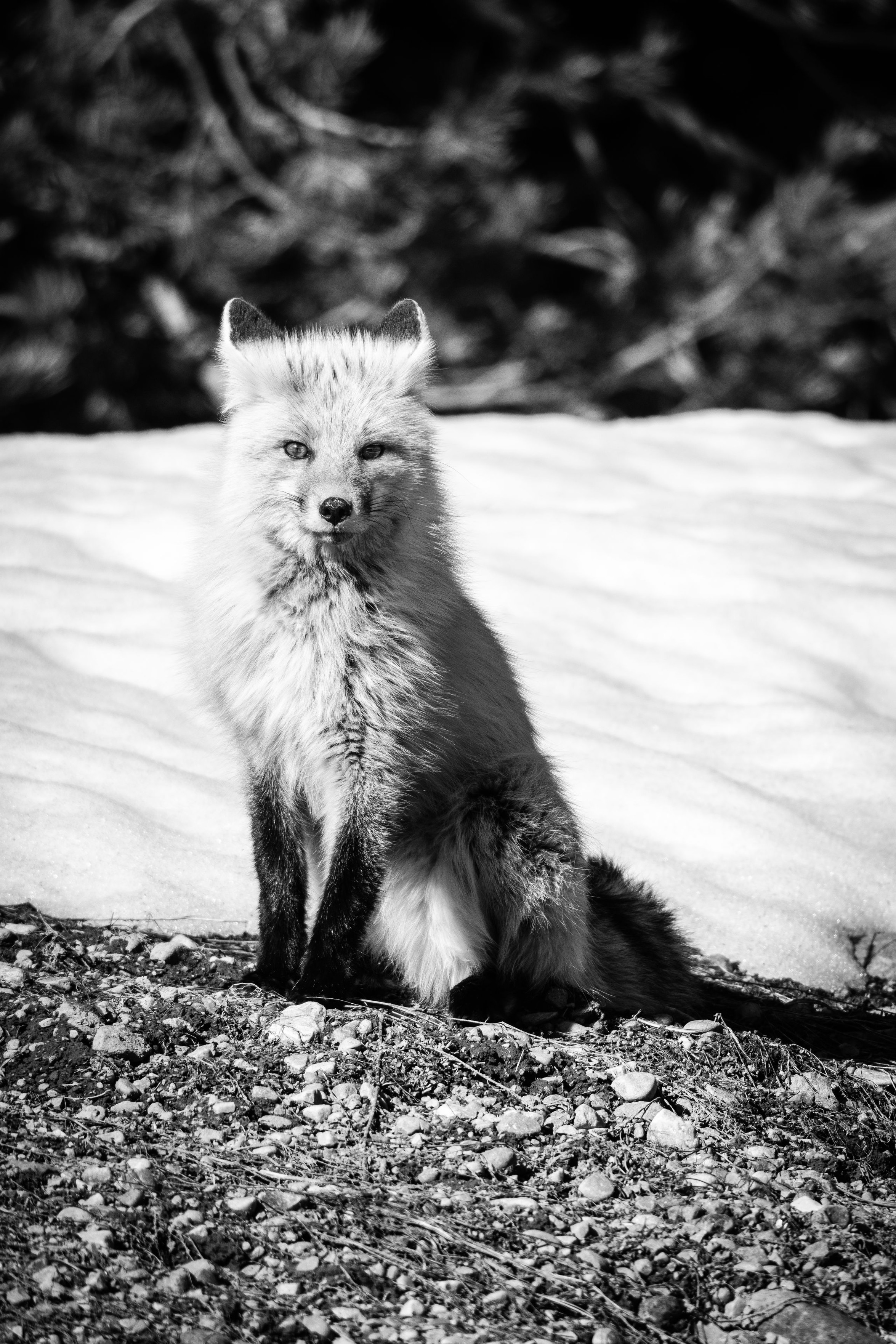 A red fox, sitting in front of a snow bank, ears pointed back, posing for the camera.