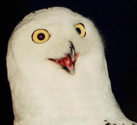 a picture of the O RLY meme's owl against a black background