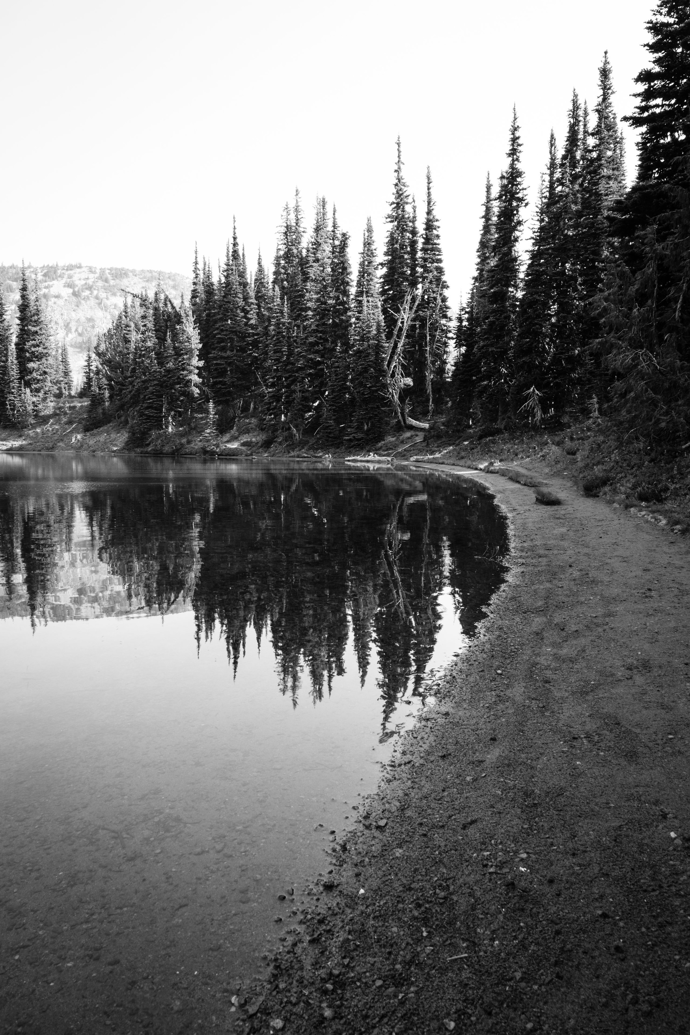 A group of trees reflected on the surface of Shadow Lake along its shore, in Mount Rainier National Park.