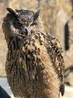 Eurasian eagle owl at Minnesota Zoo flies away from handler, is eaten by tiger