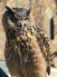 Eurasian eagle owl at Minnesota Zoo flies away from handler, is eaten by tiger