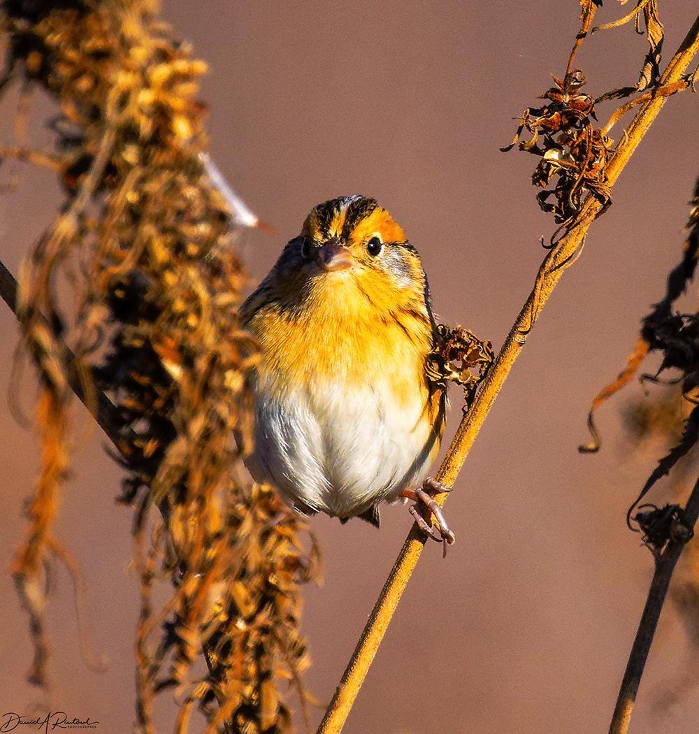 White-bellied small bird with orange throat, chest, and face, perched astraddle two dead leafy stems