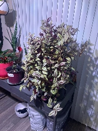 My one year old zebra plant