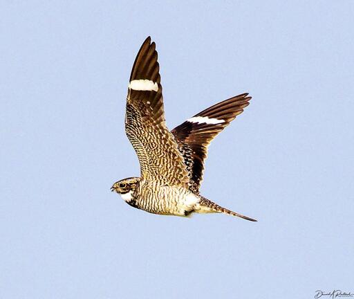 Speckly gray-brown and white bird, with upraised wings showing a large white patch on the outer primaries, against a pale blue sky