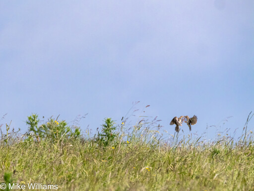 Two Skylarks fighting in mid-air above a grassy hill-top meadow, blue sky.