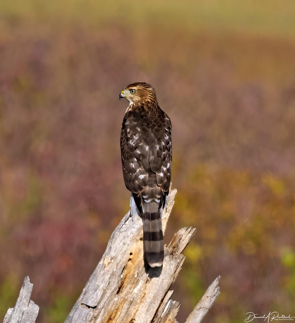 Brown bird with long gray-and-black banded tail, perched on a tree snag