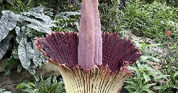 BLOOM ALERT: Corpse flower in full bloom at Mitchell Park Domes in Milwaukee
