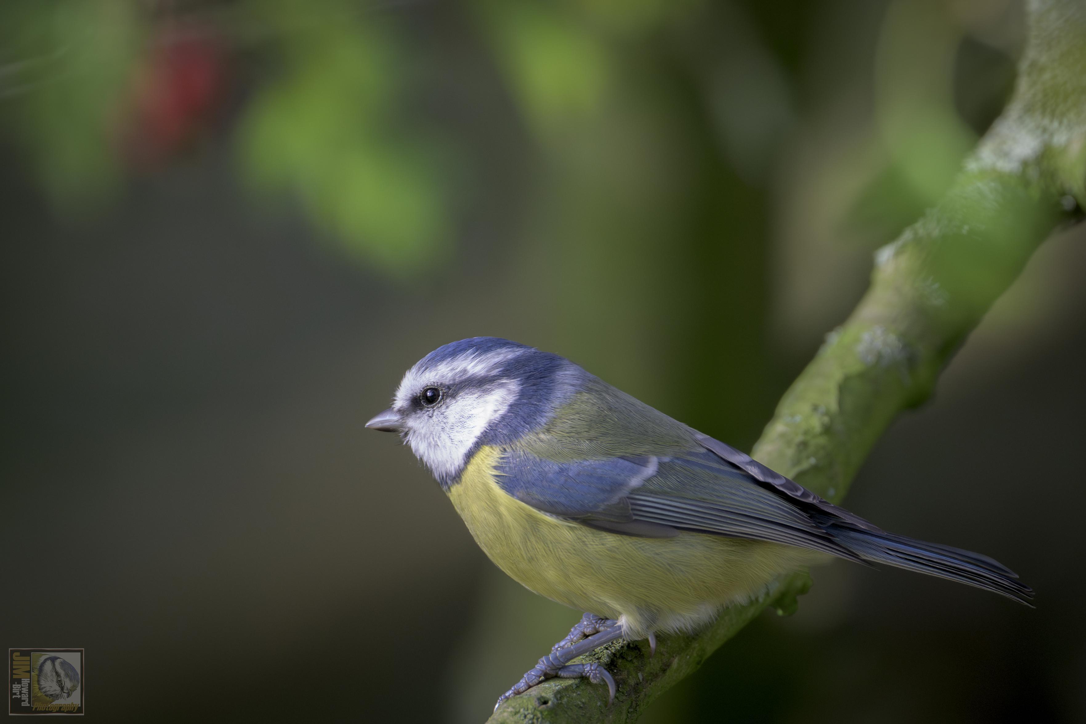 A colourful mix of blue, yellow, white and green makes the Blue Tit one of our most attractive and most recognisable garden visitors