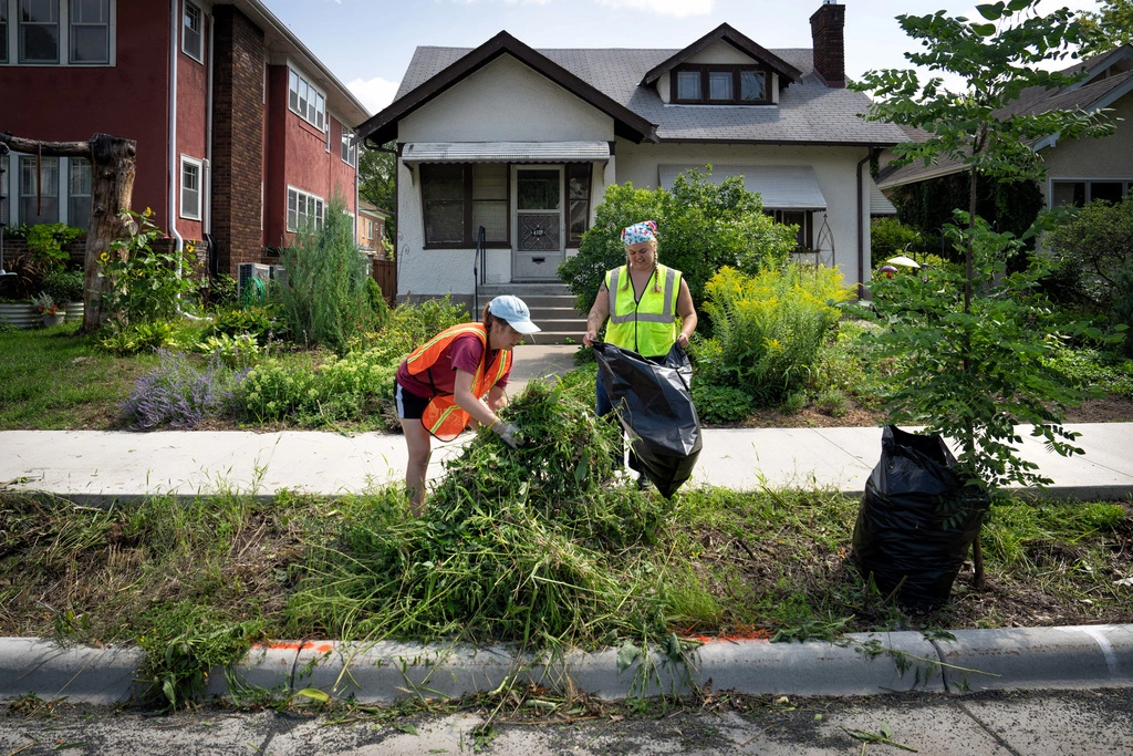 Overgrown Grand Avenue rain gardens get a shave in Minneapolis