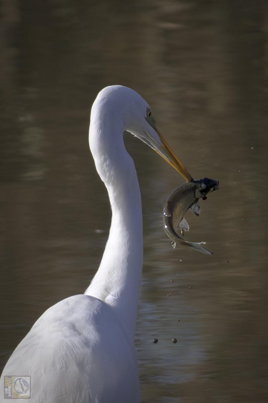 Egret with fish in its beak