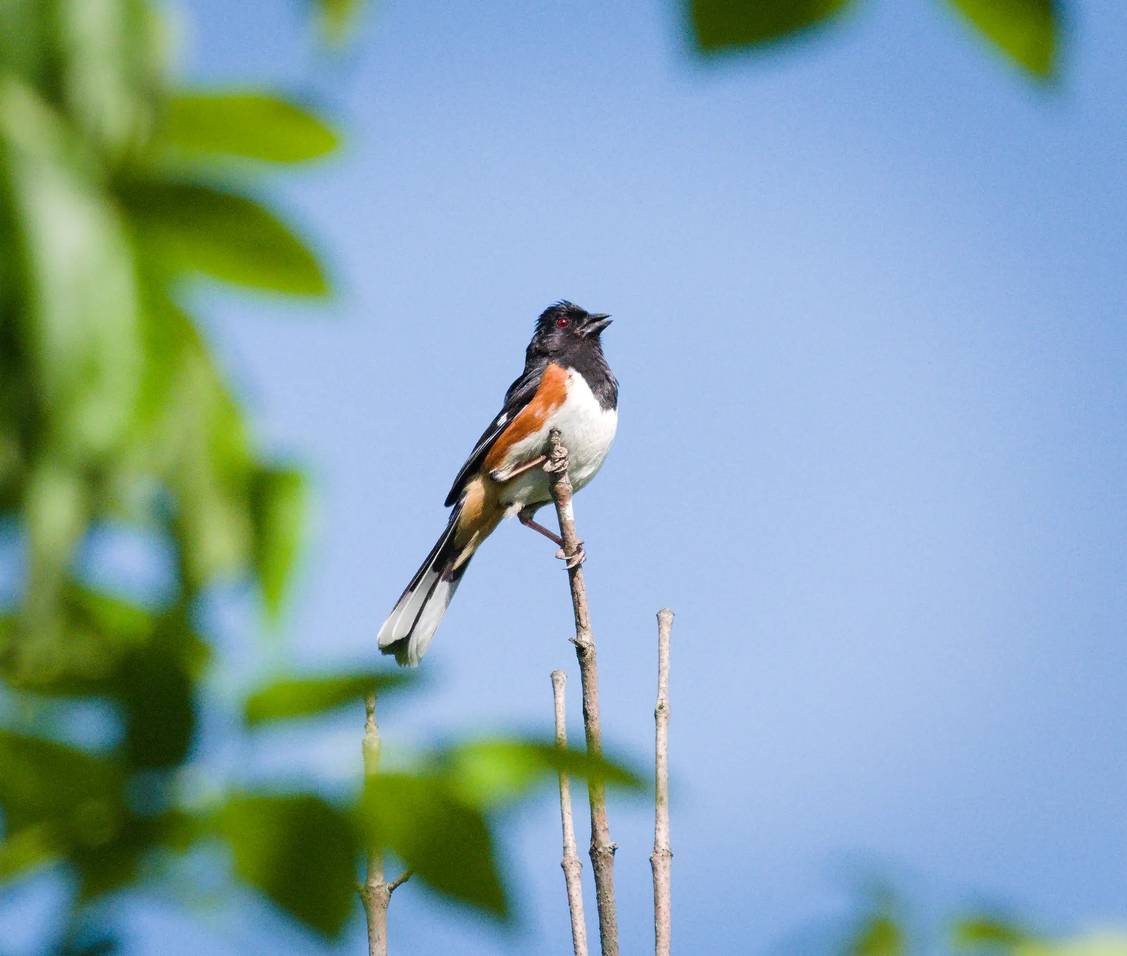 Eastern Towhee perching on a top branch. 