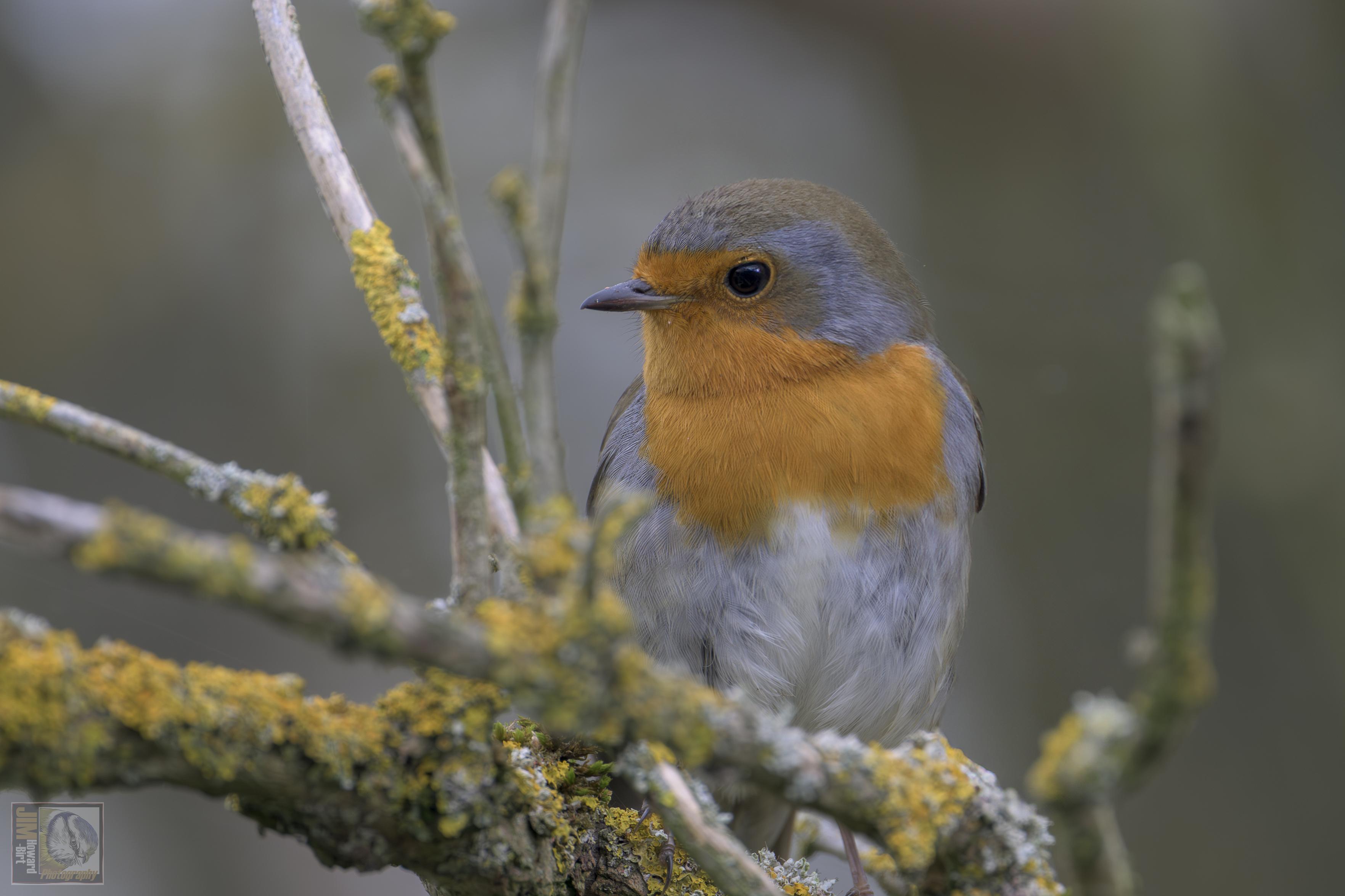 Small red and brown woodland bird