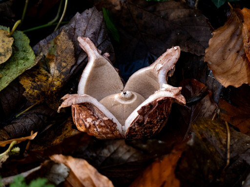 A Collared Earthstar mushroom opening up. A spherical papery sac with a hole at the top, inside a shell that is splitting apart. On a woodland floor amongt dead leaves.